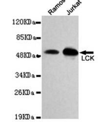 LCK Mouse mAb