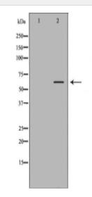 Eif2ak2 Antibody