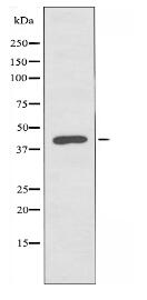 AARSD1 Antibody