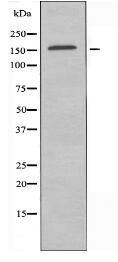 CLASP1 Antibody