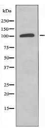 CLIP2 Antibody