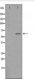 BAG3 Antibody
