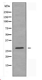 CBLN4 Antibody