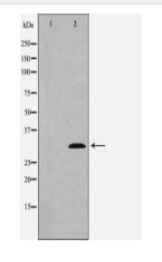 ATG5 Antibody