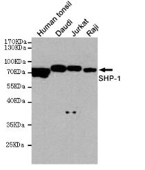 SHP-1 Mouse mAb
