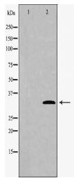 CDK4 Antibody