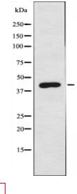 DOK6 Antibody