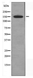 CAF1A Antibody