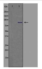 CDH9 Antibody