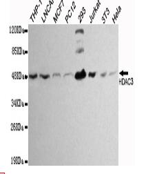 HDAC3 Mouse mAb