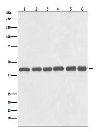 beta Actin Antibody(HRP Conjugated)
