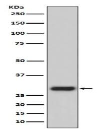 GFP Antibody