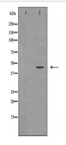 BMP2 Antibody