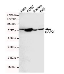 cIAP2 Mouse mAb