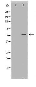 CD4 Antibody