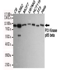PI3 Kinase p85 β Mouse mAb