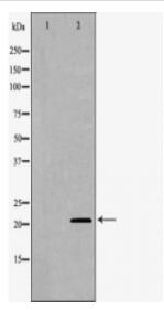 Bax Antibody