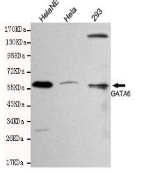 GATA6 Mouse mAb