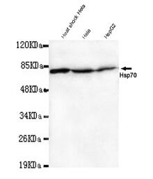 Hsp70(N-term) Mouse mAb