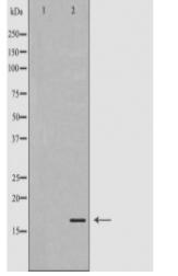 CALM3 Antibody