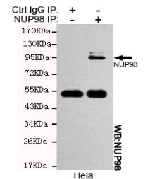 NUP98 Mouse mAb