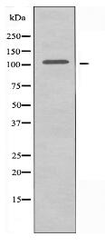 ARHGEF2 Antibody