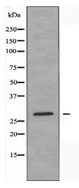 CLIC3 Antibody