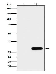 GFP-Tag Mouse Monoclonal Antibody