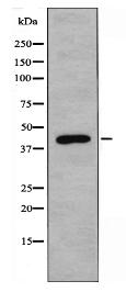 ADPGK Antibody