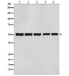 beta Tubulin Mouse Monoclonal Antibody