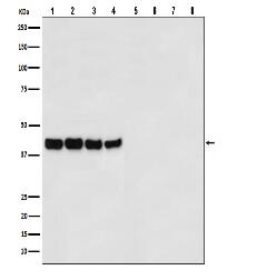 Goat Anti-Mouse IgG (H+L) HRP