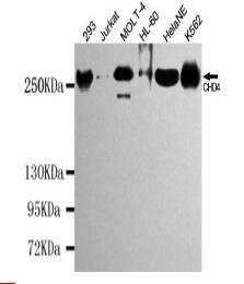 CHD4 Mouse mAb