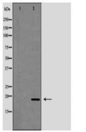 CAMP Antibody