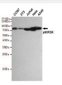p90RSK Mouse mAb