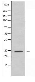 CD79A Antibody