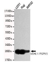 CDX2 Mouse mAb