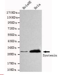 Syntenin Mouse mAb