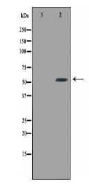 CPE Antibody