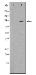 EEF2 Antibody