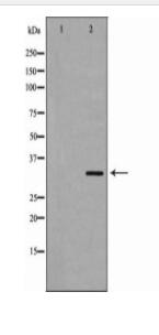 AZGP1 Antibody
