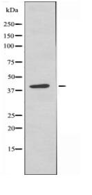 BRP16 Antibody