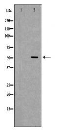 CDC25C Antibody