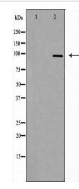 A20A1 Antibody