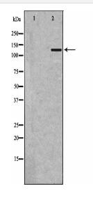 AMBRA1 Antibody