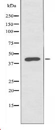 AGTRL1 Antibody
