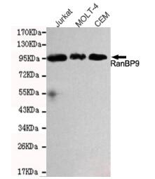 RanBP9 Mouse mAb