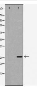 BCL2L1 Antibody