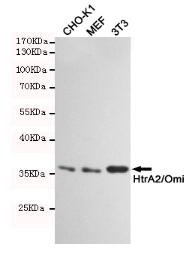 HtrA2/Omi Mouse mAb