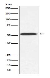 alpha Tubulin(yeast) Antibody