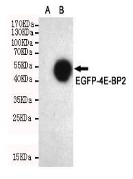 4E-BP2 Mouse mAb